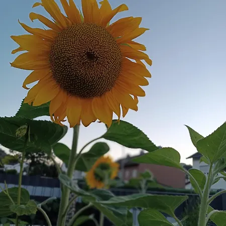 Sonnenblick Und Relax 公寓 *