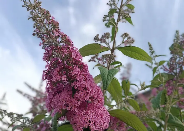 Daire Sonnenblick Und Relax